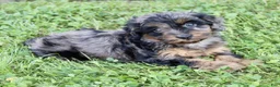 Cockapoo dogs for sale: Cookie - Ad 6