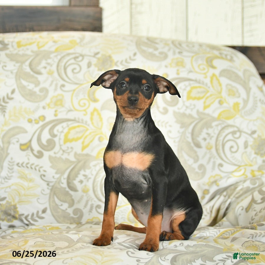 Miniature Pinscher dogs Havana  - Ad 2