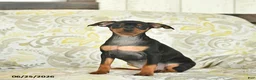 Miniature Pinscher dogs for sale: Havana  - Ad 2