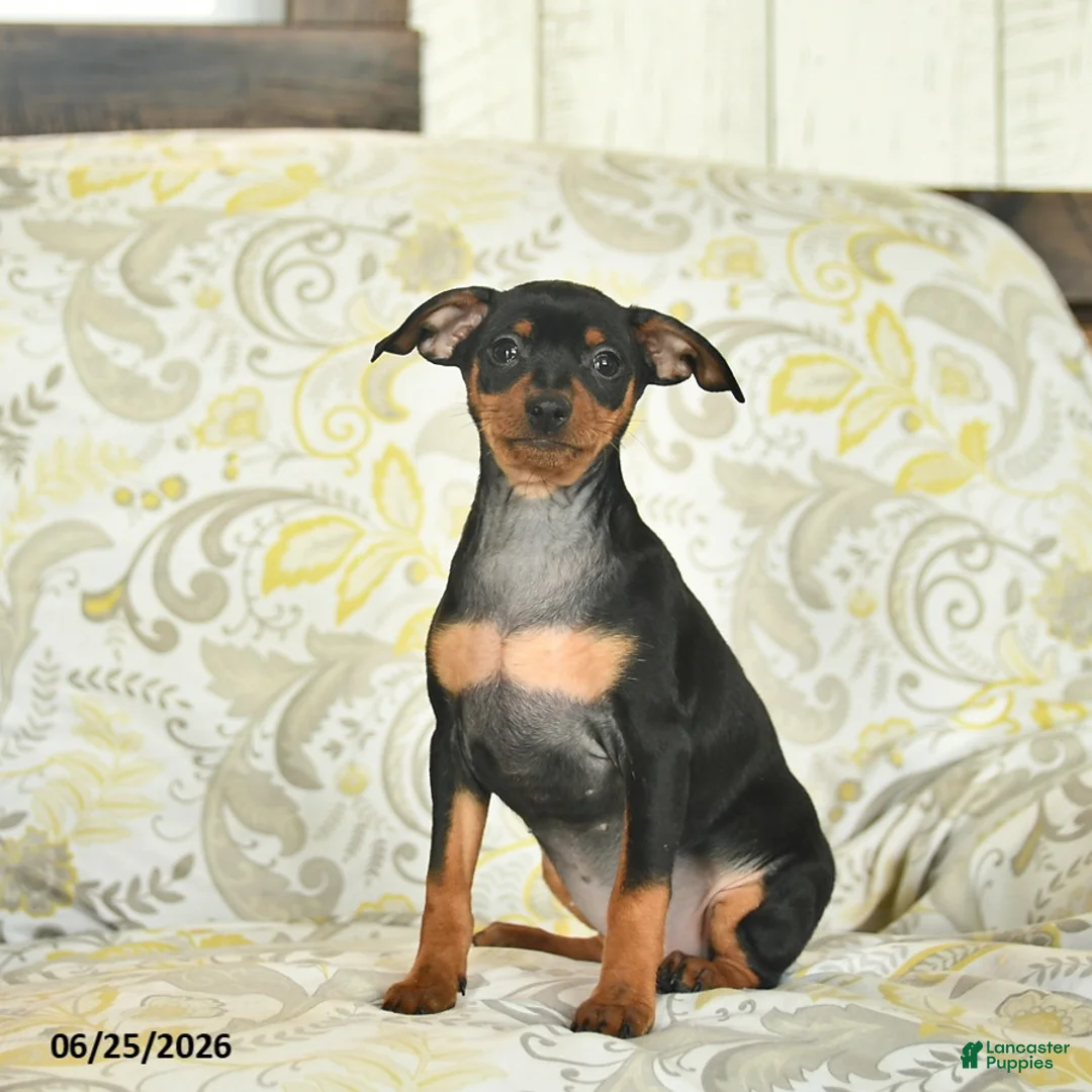 Miniature Pinscher dogs for sale: Havana  - Ad 2
