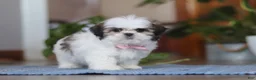 Shih Tzu dogs for sale: Myra - Ad 5