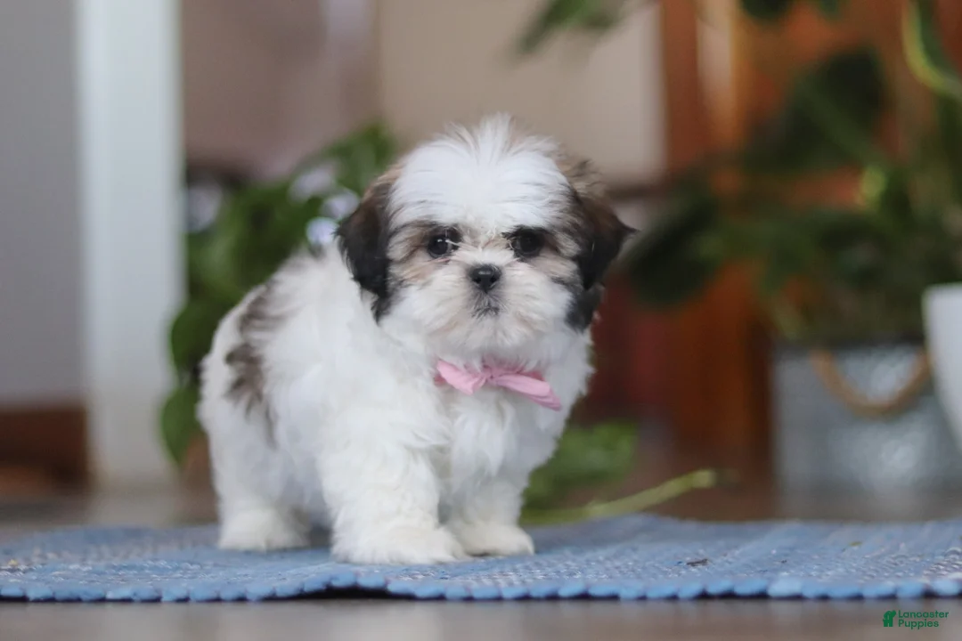 Shih Tzu dogs for sale: Myra - Ad 5