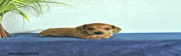 Miniature Dachshund dogs for sale: Miles - Ad 4