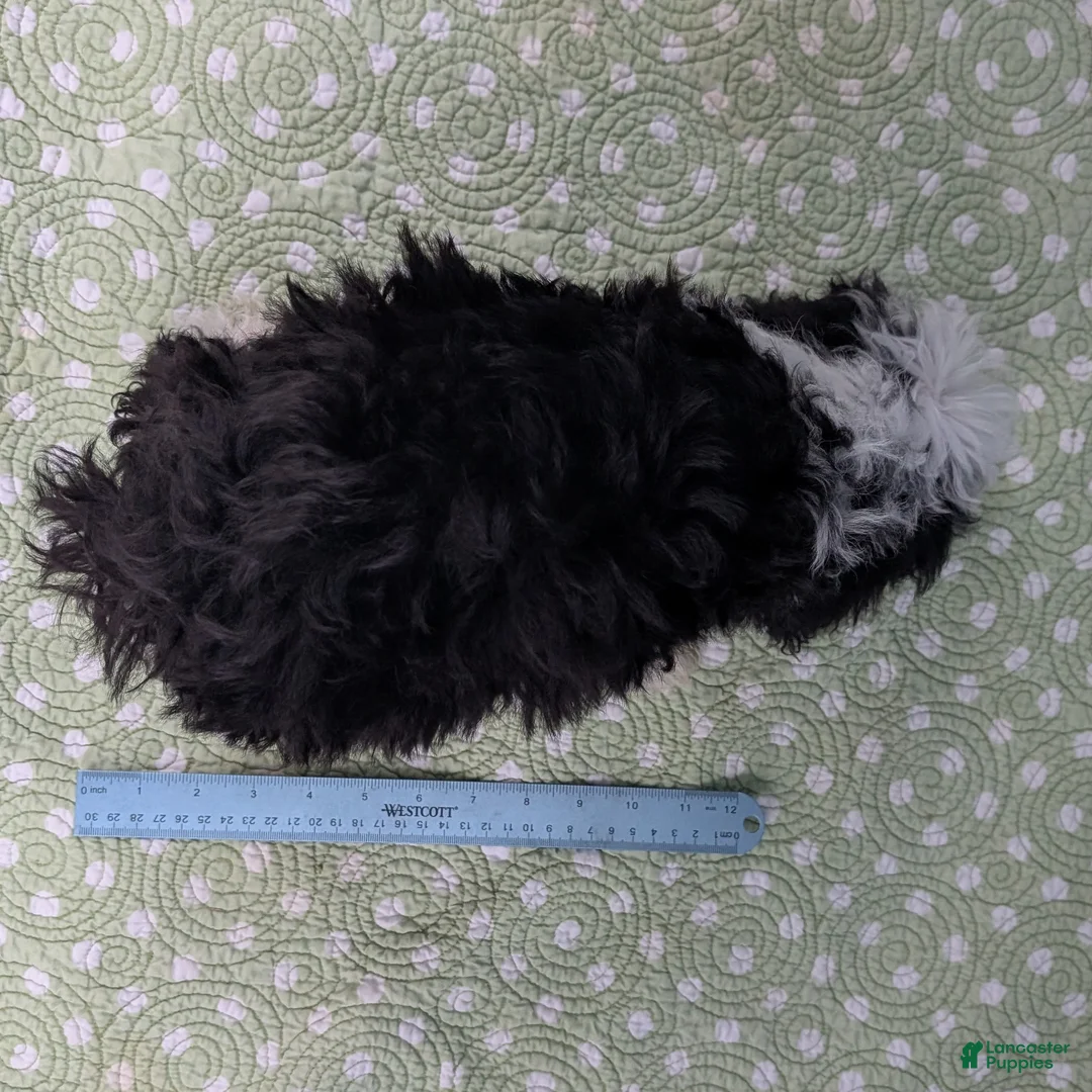 Mixed Breed dogs for sale: Paz (Peace) - Ad 2