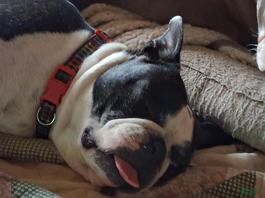 Boston Terrier dogs for sale: Sir Damien Keeper of Hearts - Ad 5