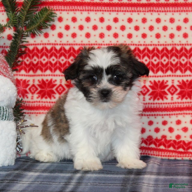 Teddy Bear dogs Fern - Ad 3