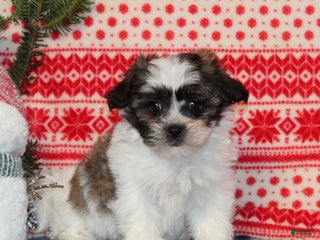 Teddy Bear dogs Fern - Ad 3