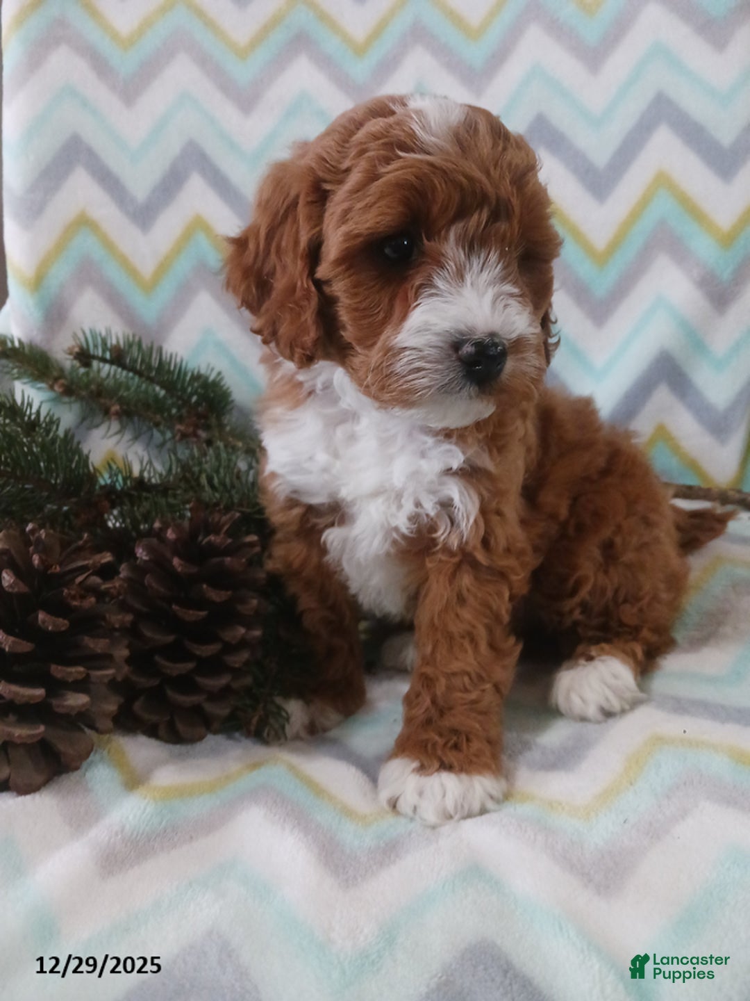 Cockapoo dogs for sale: Dominick - Ad 5