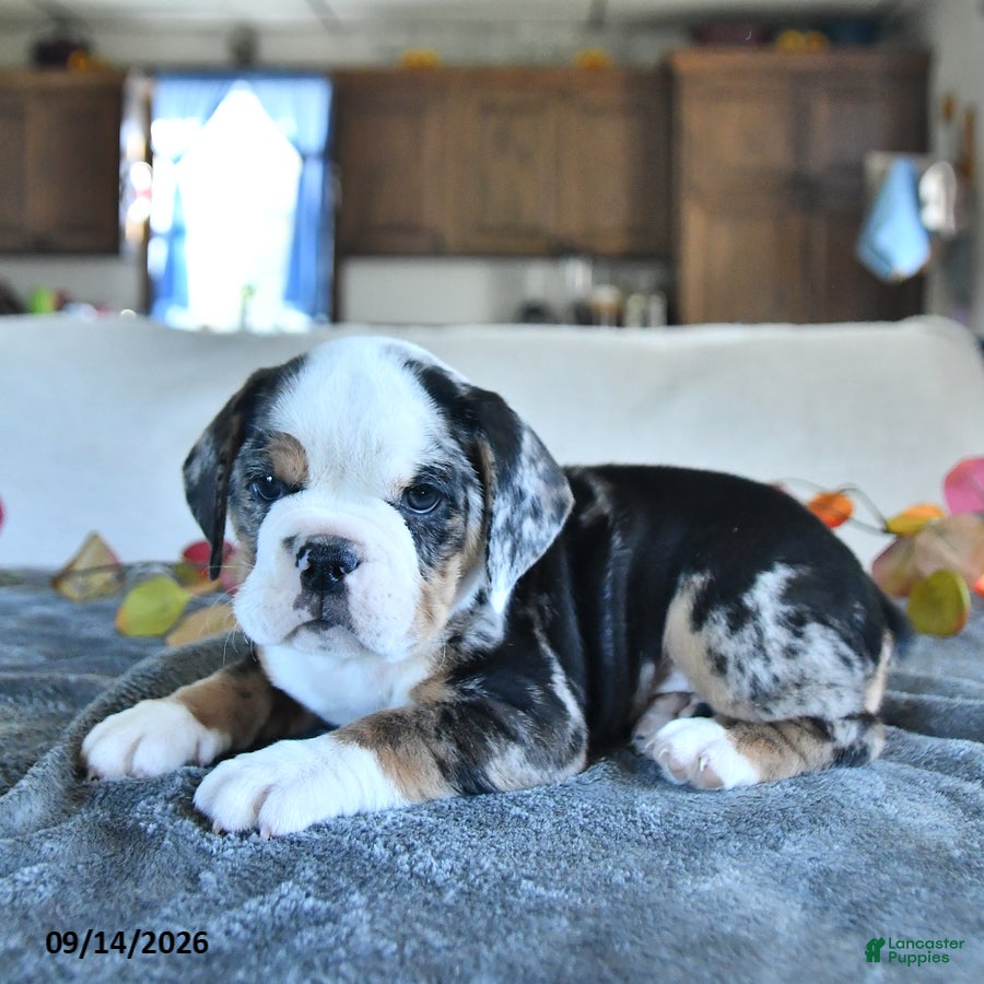 Beabull dogs for sale: Vienna - Ad 1