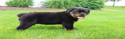Rottweiler dogs for sale: Buck - Ad 10