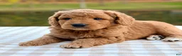 Goldendoodle dogs for sale: Cider-mini  - Ad 6
