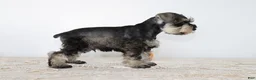 Miniature Schnauzer dogs for sale: Dakota - Ad 4