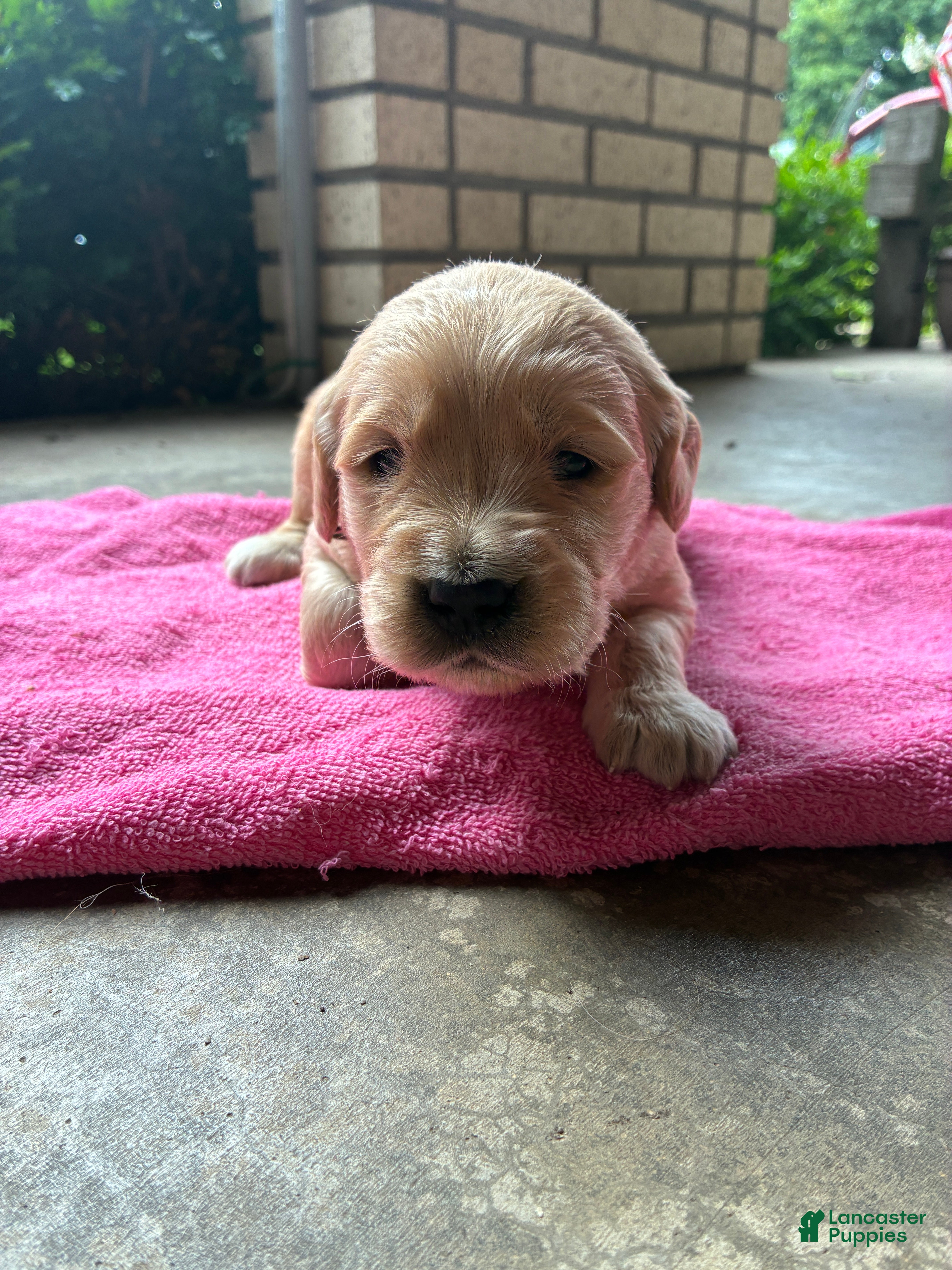 Golden Retriever dogs 7# Coyote - Ad 2