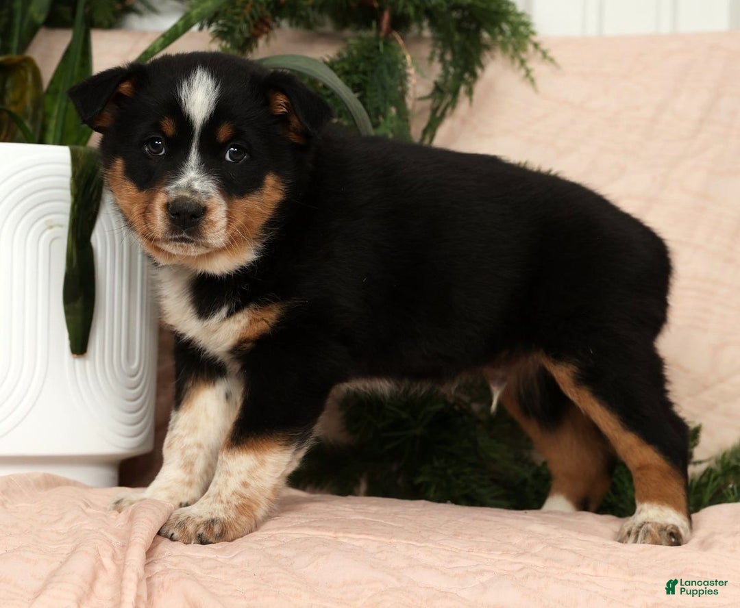Australian Shepherd dogs for sale: Tucker - Ad 5