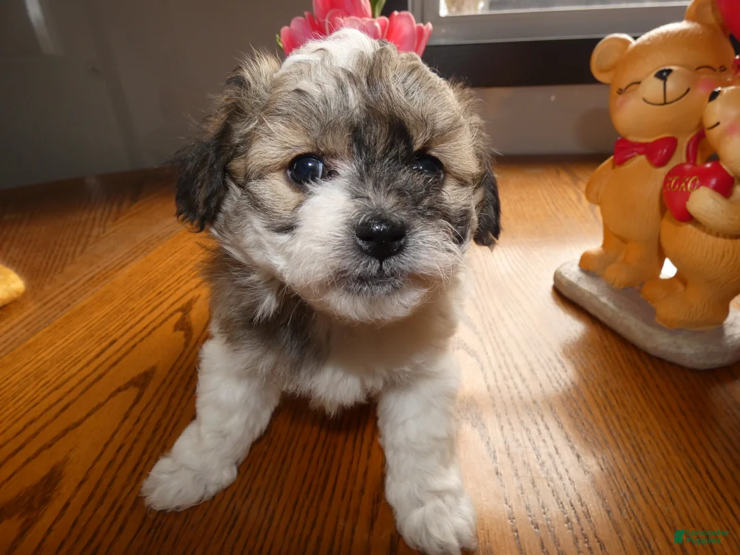 Teddy Bear dogs for sale: Teddy Bear Puppy 1 Sabrina - Ad 3