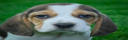Beagle dogs for sale: Noah - Ad 1