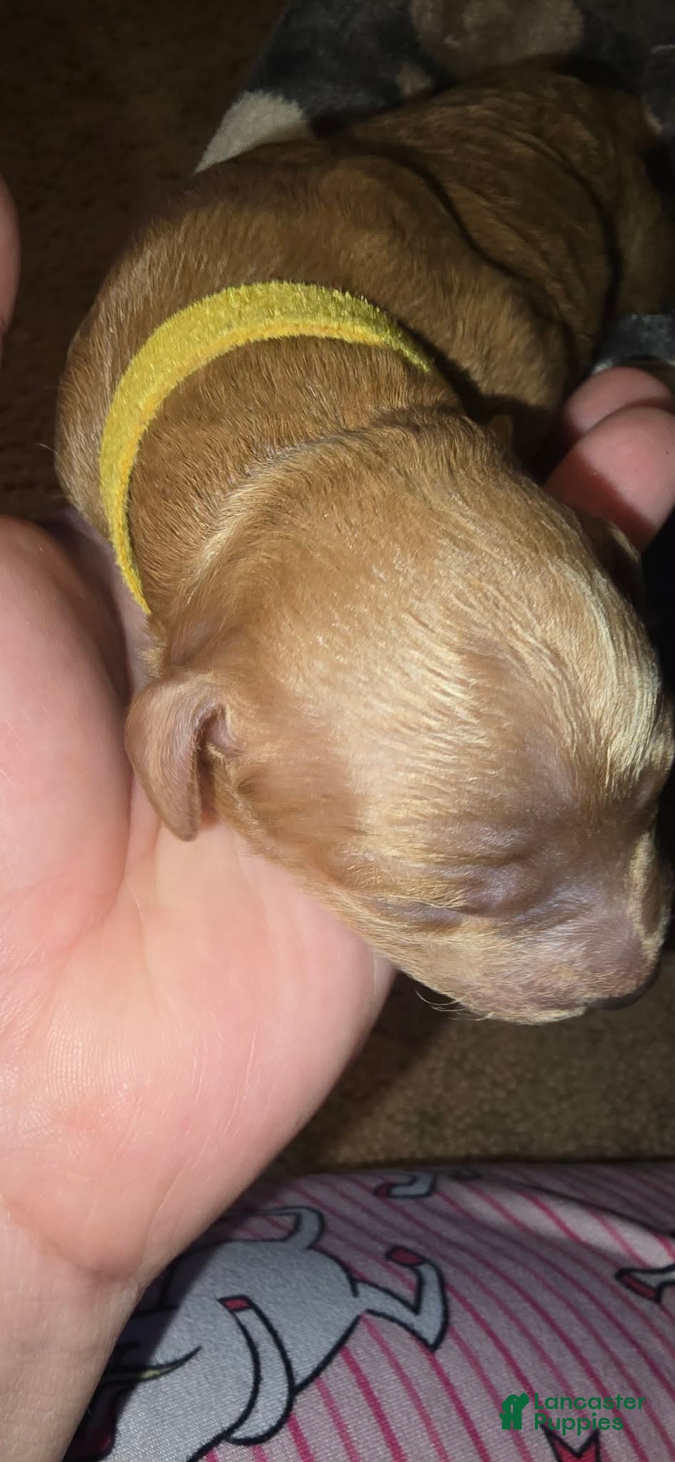 Mini Goldendoodle dogs bear (male) - Ad 36