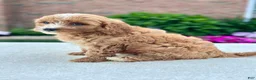 Cavapoo dogs for sale: Ross 104876 - Ad 5