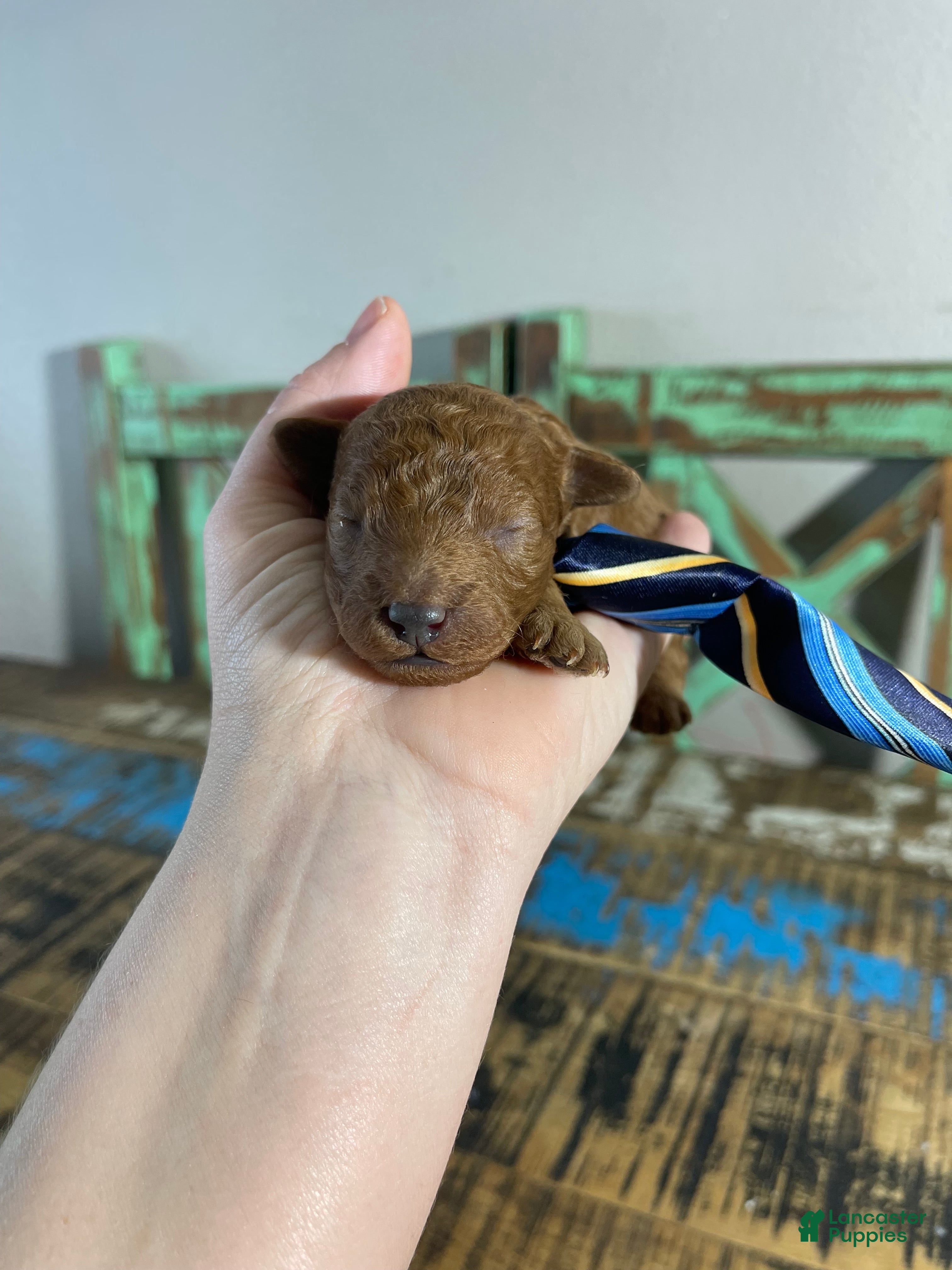 Toy Poodle dogs Akc bred color Red Boy 1 - Ad 5