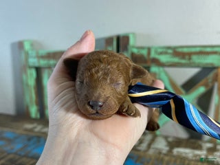 Toy Poodle dogs Akc bred color Red Boy 1 - Ad 5