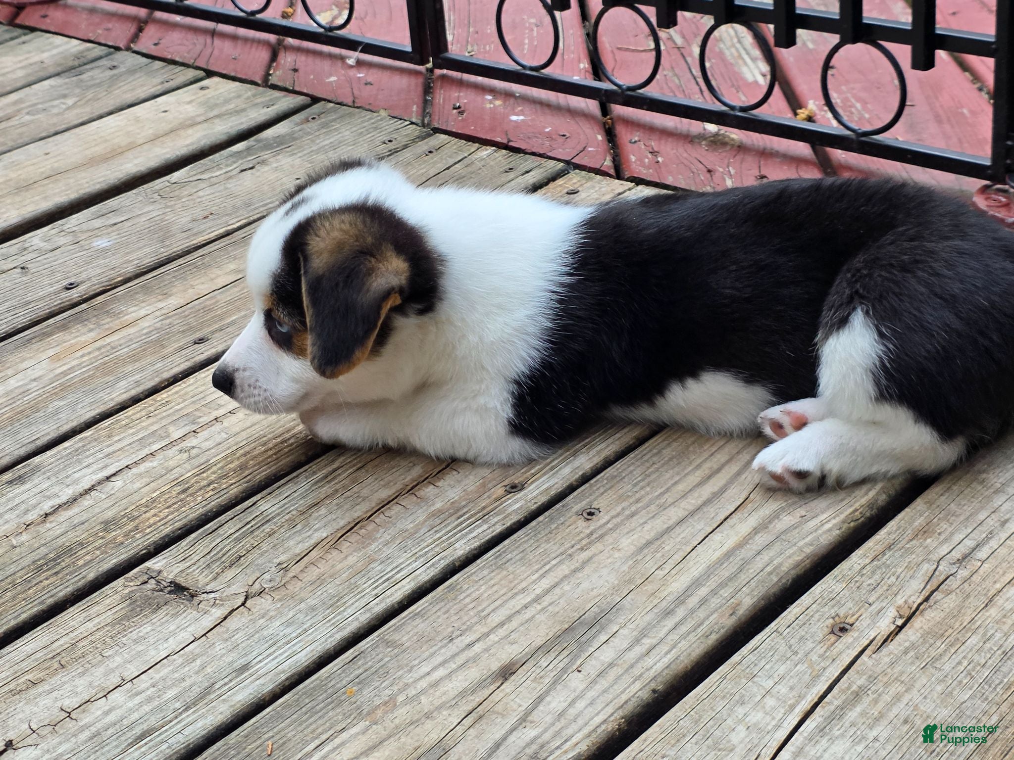Welsh Corgi Pembroke dogs Welsh Corgi Pembroke 2 - Ad 2