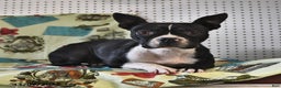 Boston Terrier dogs for sale: Ace - Ad 6
