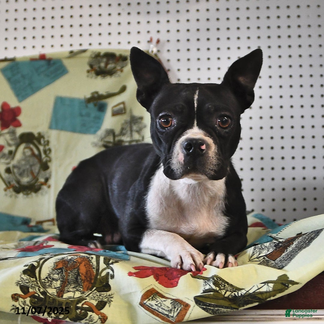 Boston Terrier dogs for sale: Ace - Ad 6