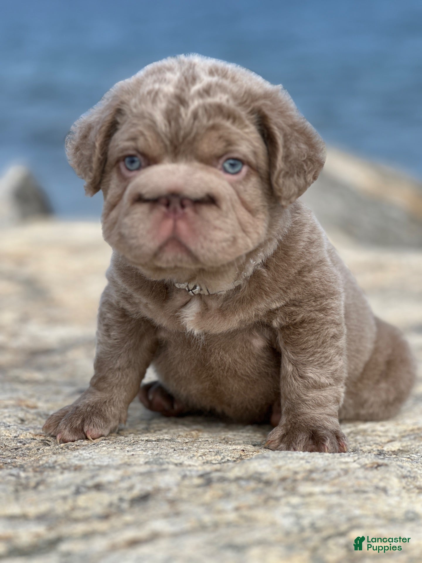 French Bulldog dogs Golden coat isabella fluffy big rope with c2 pending Floodle  - Ad 1