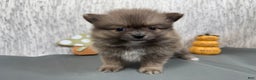 Pomeranian dogs for sale: Pomeranian Puppy 1 - Ad 5
