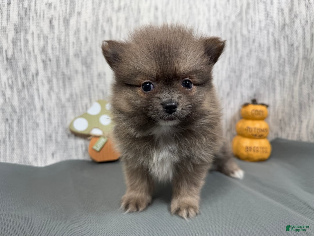 Pomeranian dogs for sale: Pomeranian Puppy 1 - Ad 5