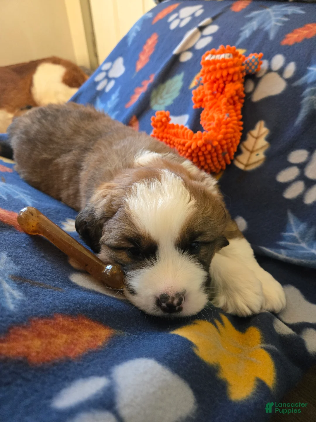 Mixed Breed dogs for sale: Zues - Ad 27