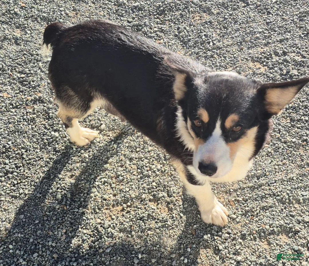 American Corgi dogs for sale: American Corgi Puppy 1 - Ad 2