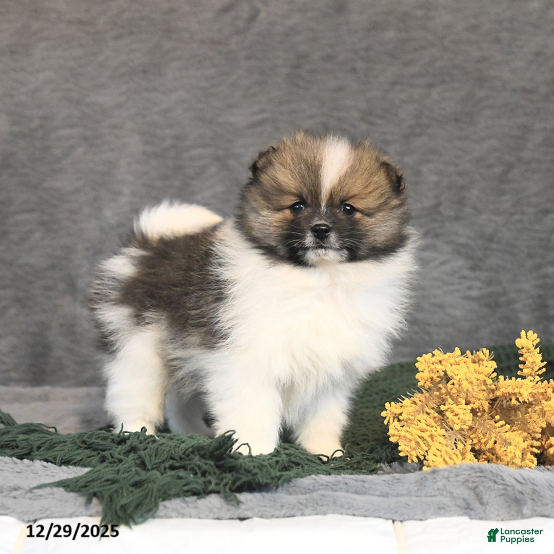 Pomeranian dogs for sale: Flora   - Ad 2