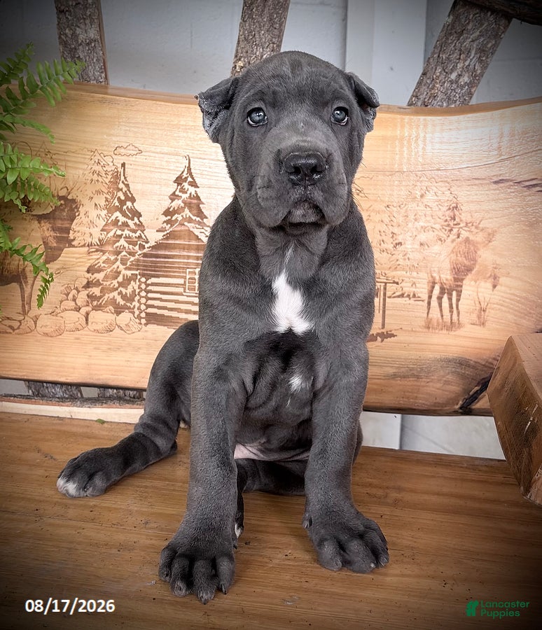 Cane Corso dogs Spartan - Ad 1
