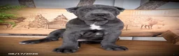 Cane Corso dogs for sale: Spartan - Ad 1