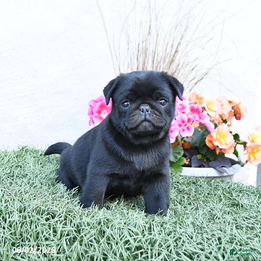 Pug dogs for sale: Paddy - Ad 1