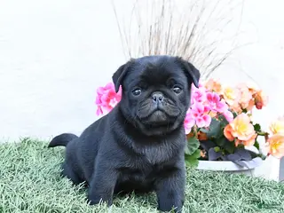 Pug dogs for sale: Paddy - Ad 3