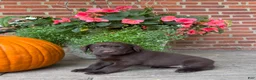 Labrador Retriever dogs for sale: Maggie - Ad 3