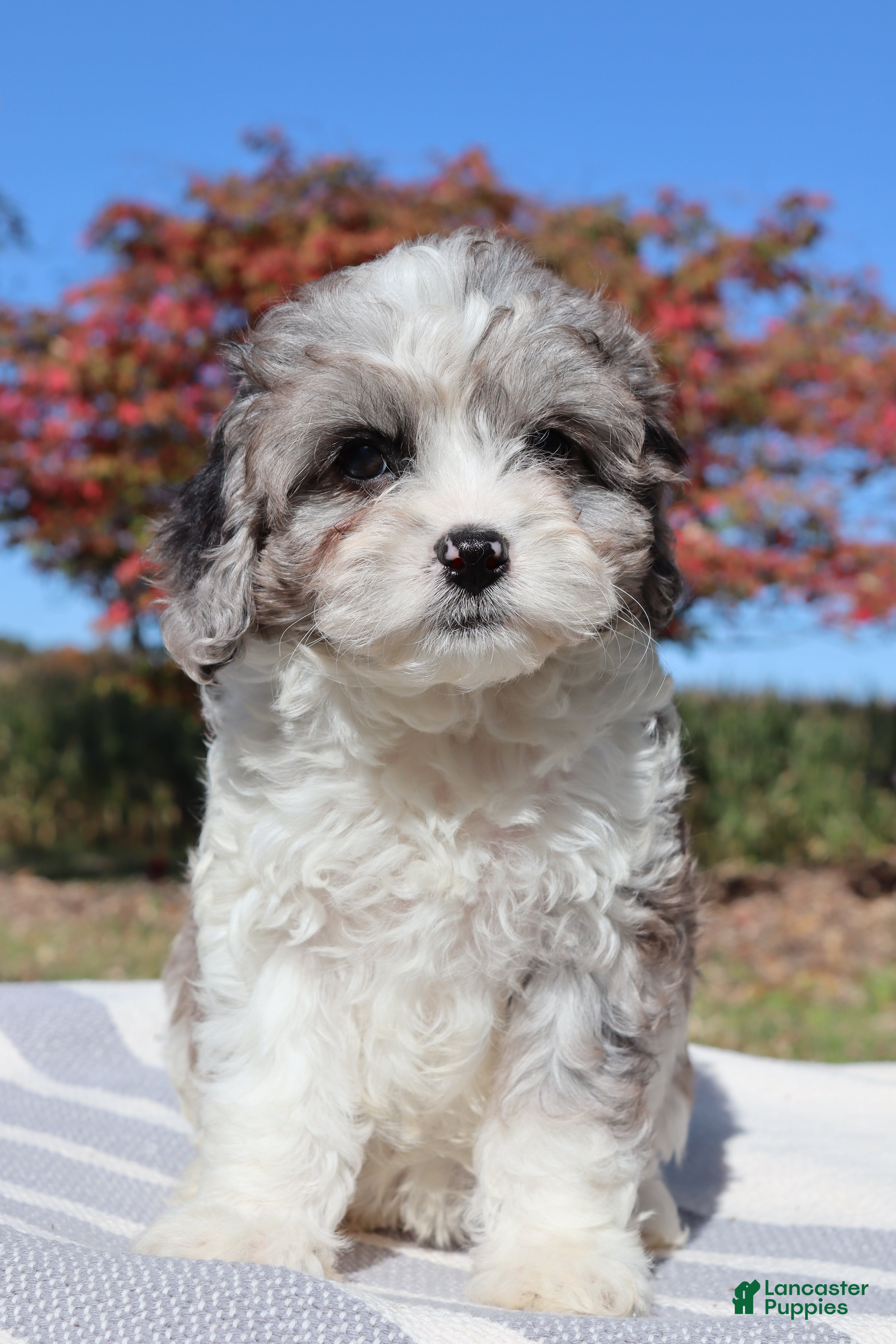 Cavapoo dogs for sale: Clove - Ad 1