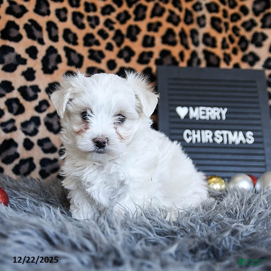 Maltese dogs for sale: Daisy - Ad 3