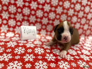 Boxer dogs King - Ad 10