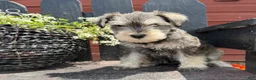 Miniature Schnauzer dogs for sale: Jenny - Ad 4