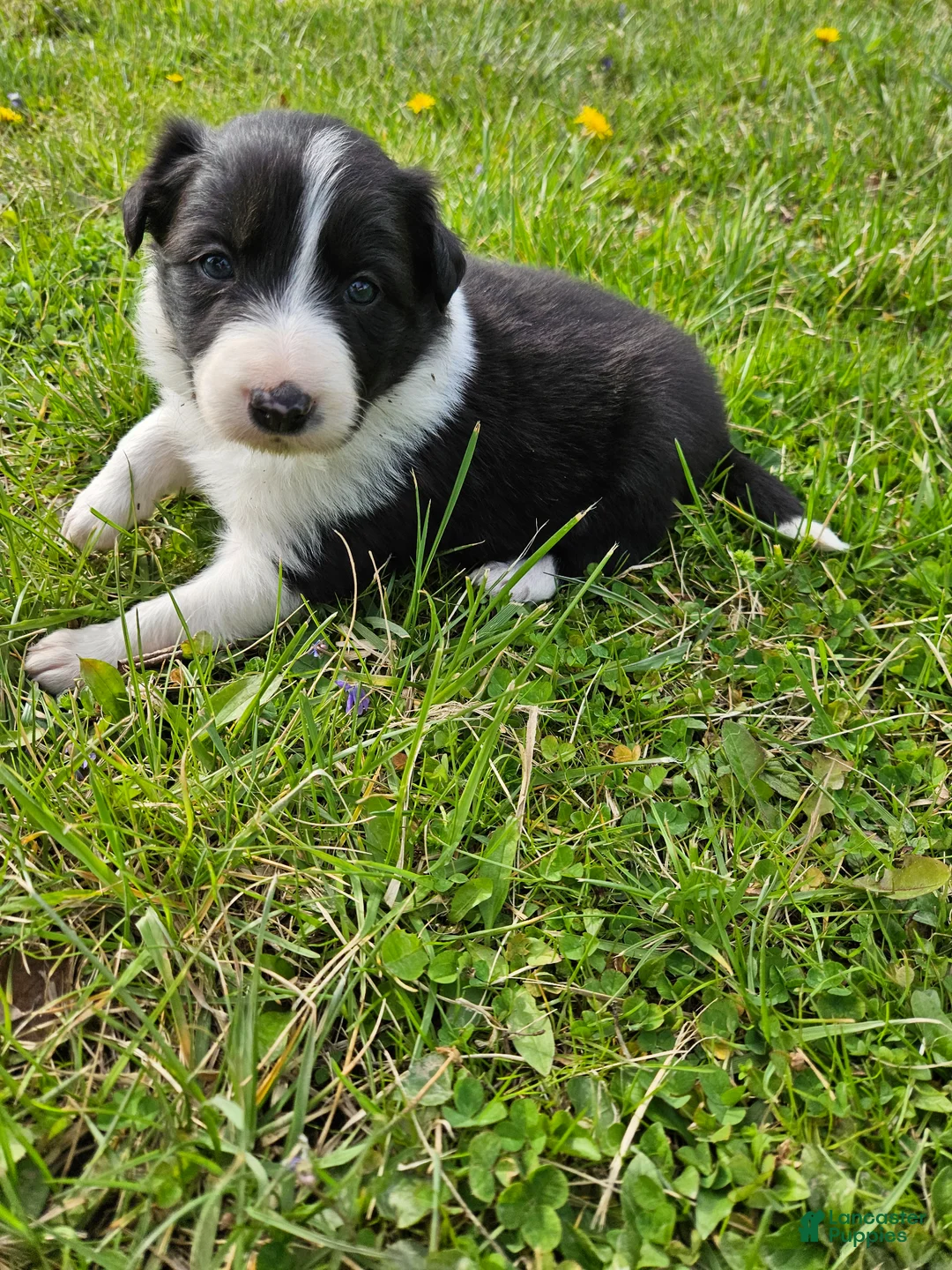 Border Collie dogs for sale: Daisy - Ad 2