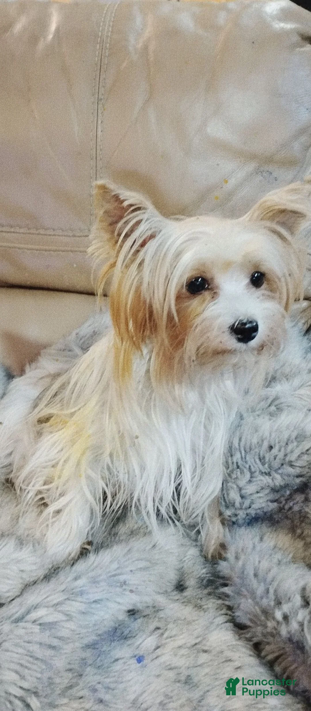 Yorkshire Terrier dogs for sale: Mr cuddles - Ad 9