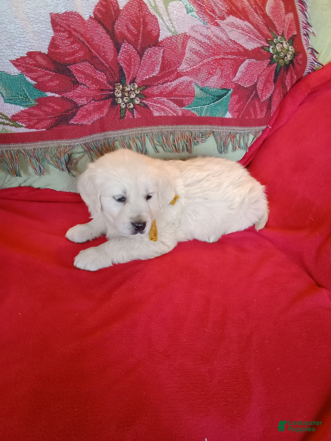 Golden Retriever dogs for sale: Golden Retriever Puppy 2 - Ad 1