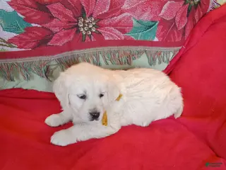 Golden Retriever dogs Golden Retriever Puppy 2 - Ad 20