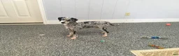 Mini Bernedoodle dogs for sale: Sommers - Ad 9