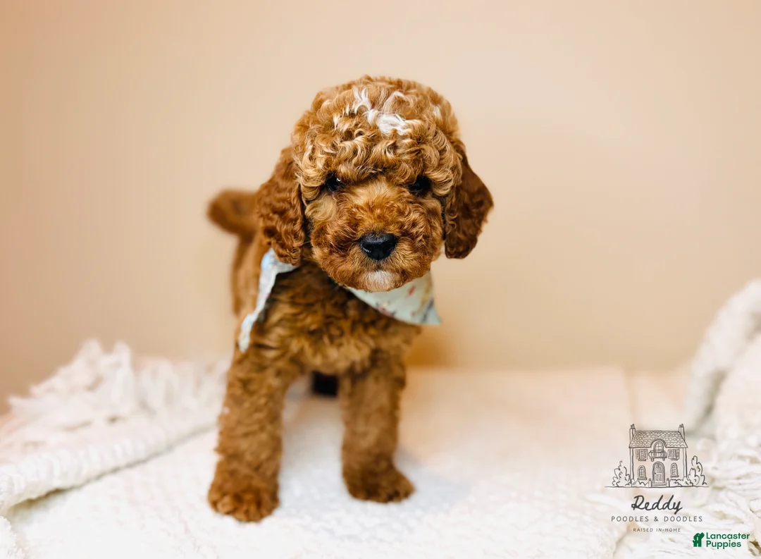 Mini Goldendoodle dogs for sale: Grove - Petite Size - Ad 1