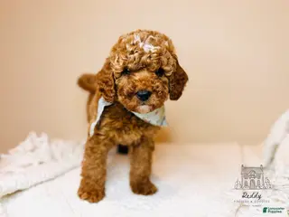 Mini Goldendoodle dogs Grove - Petite Size - Ad 28