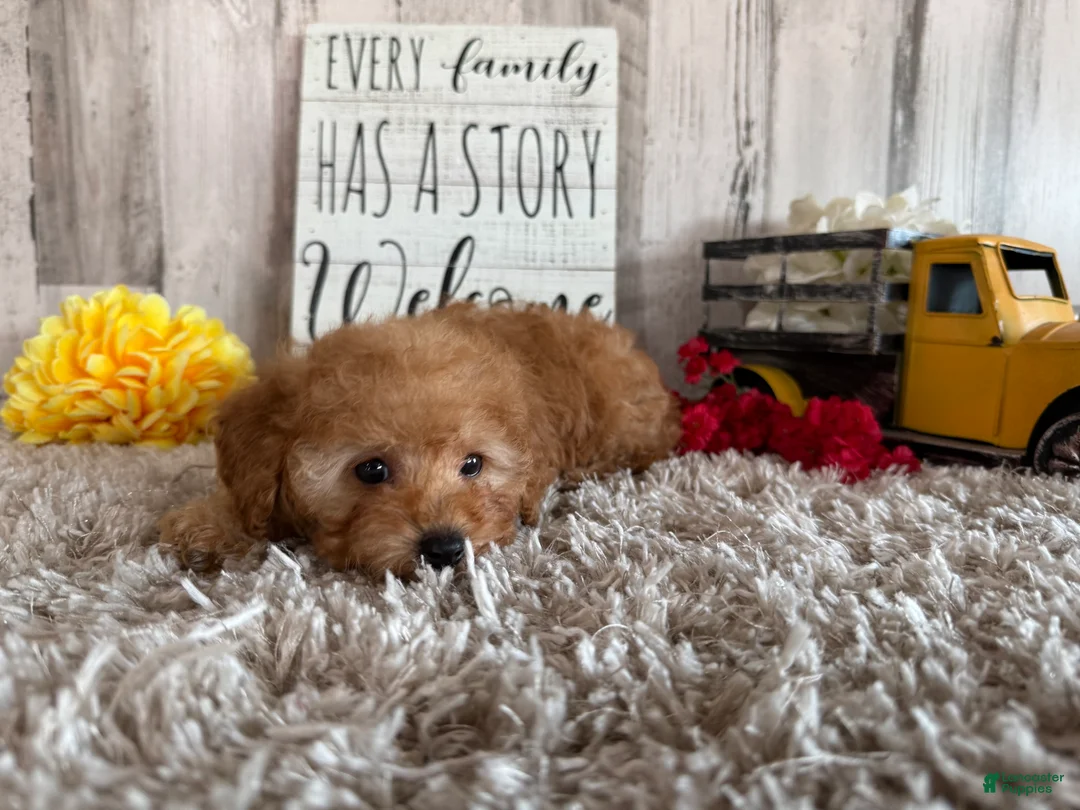 Toy Poodle dogs for sale: Viggo - Ad 2